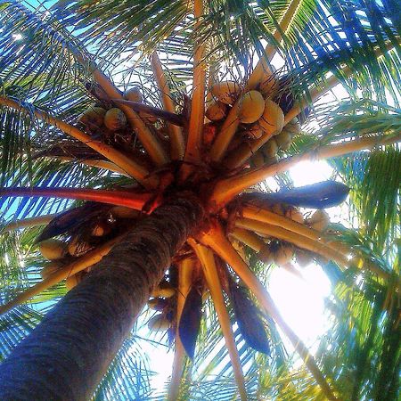Blue Horizon Boutique Resort (Adults Only) Vieques Esterno foto