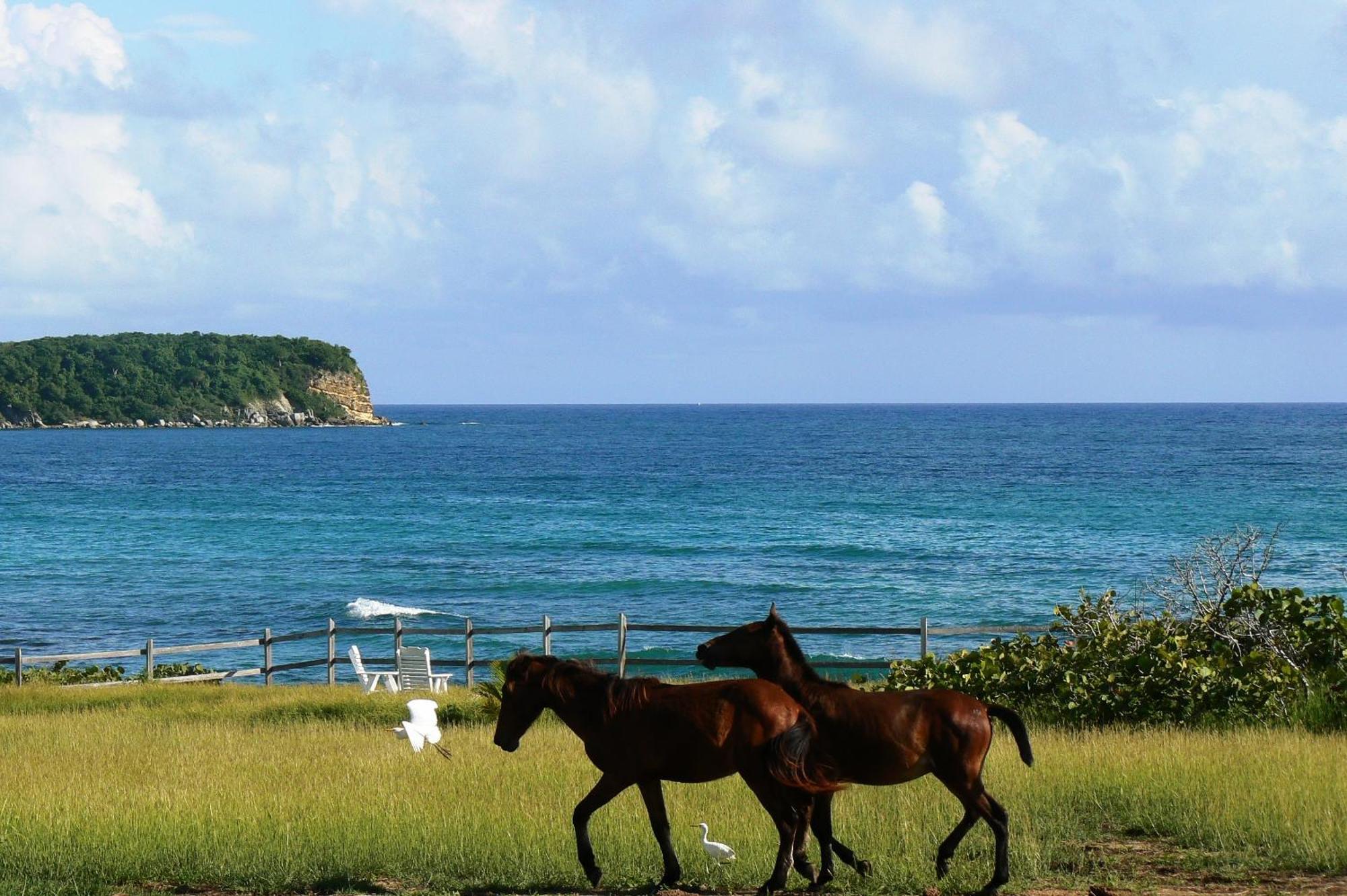 Blue Horizon Boutique Resort (Adults Only) Vieques Esterno foto