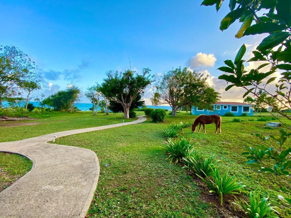 Blue Horizon Boutique Resort (Adults Only) Vieques Esterno foto